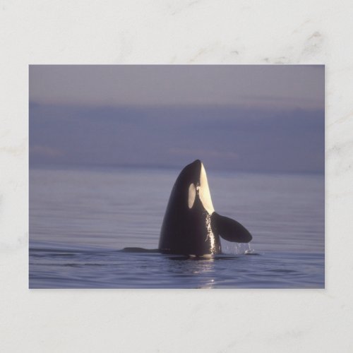 Spyhopping Orca Killer Whale Orca orcinus near Postcard