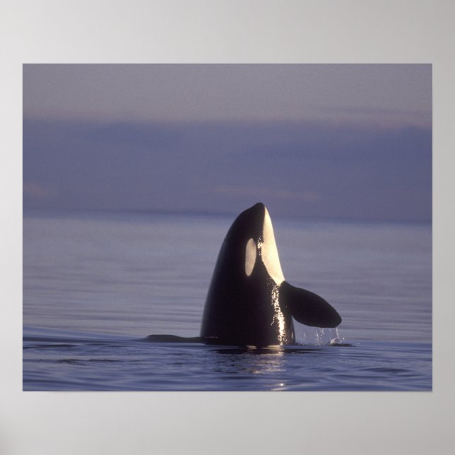 Spyhopping Orca Killer Whale (Orca orcinus) near Poster (Front)