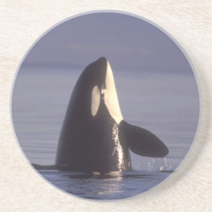 Spyhopping Orca Killer Whale (Orca orcinus) near Sandstone Coaster