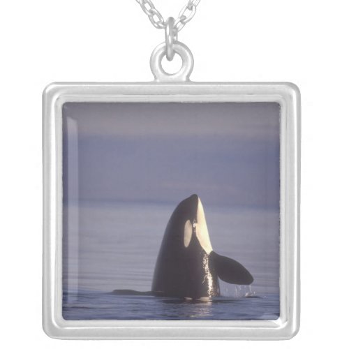 Spyhopping Orca Killer Whale Orca orcinus near Silver Plated Necklace