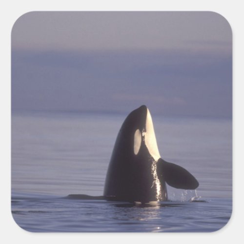 Spyhopping Orca Killer Whale Orca orcinus near Square Sticker
