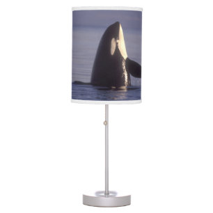 Spyhopping Orca Killer Whale (Orca orcinus) near Table Lamp