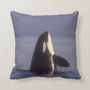 Spyhopping Orca Killer Whale (Orca orcinus) near Throw Pillow