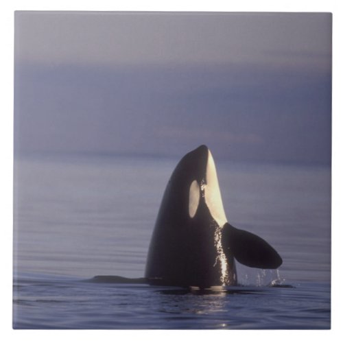 Spyhopping Orca Killer Whale Orca orcinus near Tile