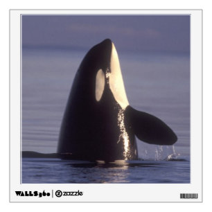 Spyhopping Orca Killer Whale (Orca orcinus) near Wall Sticker