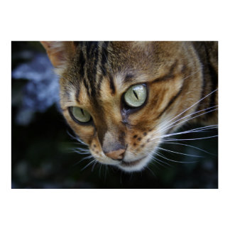 Spying Bengal Cat Poster