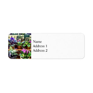 SQ_AfricanVioletsForSaleAfrican Violets For Sale Label