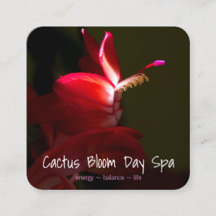 Square Appointment Pink Christmas Cacti Flower Card