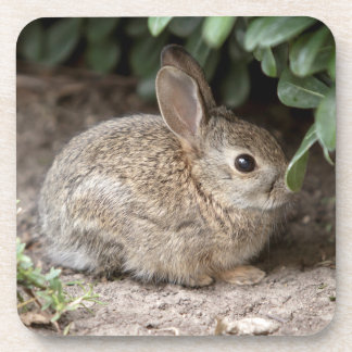 Square Bunny Beverage Coaster