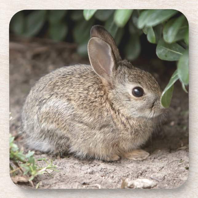 Square Bunny Beverage Coaster (Front)