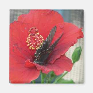 Square magnet with Butterfly on red flower