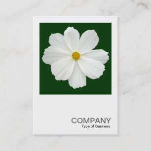 Square Photo 0164 - Cosmos Flower on Dark Green Business Card