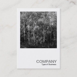 Square Photo 0169 - Silver Birch Trees Business Card