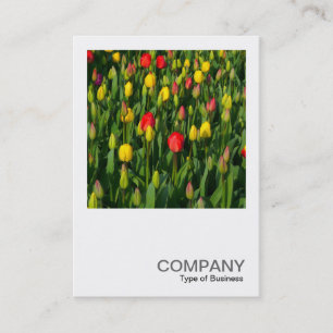 Square Photo 0202 - Colorful Tulips Business Card