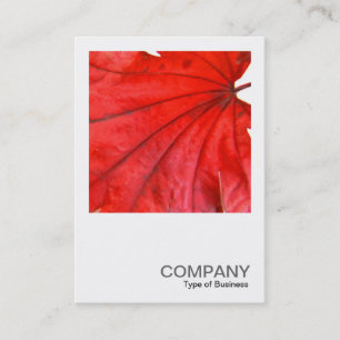 Square Photo 0352 - Japanese Maple Leaf Business Card