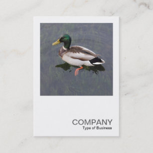 Square Photo 0389 - Mallard Duck Business Card