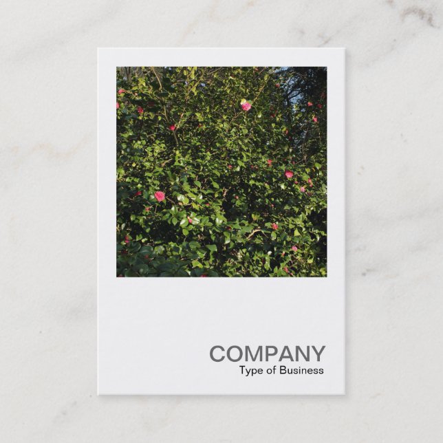 Square Photo 0396 - Red Camellia Bush Business Card (Front)
