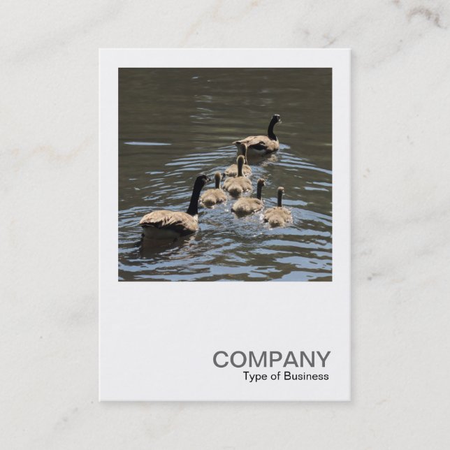 Square Photo 0407 - Canada Geese with Goslings Business Card (Front)