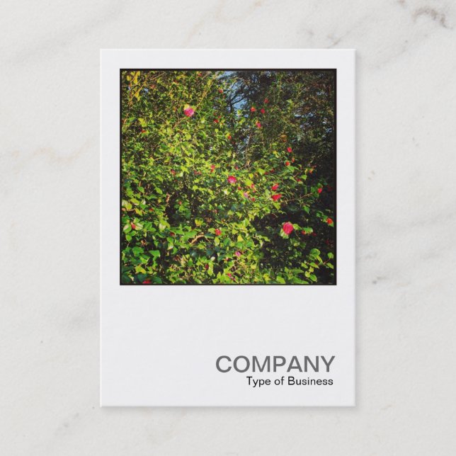 Square Photo 0438 - Camellia Bush 02 Business Card (Front)