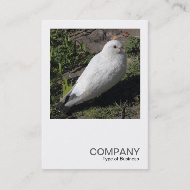 Square Photo 0453 - White Pigeon Business Card (Front)