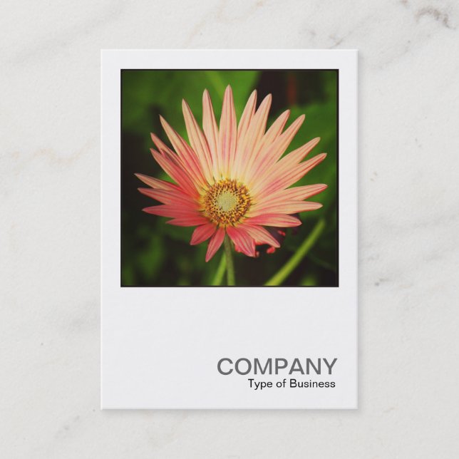 Square Photo 0506 - African Daisy Business Card (Front)