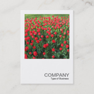 Square Photo 0510 - Bed of Red Tulips 01 Business Card