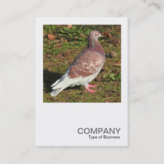 Square Photo 0551 - Pigeon Business Card (Front)