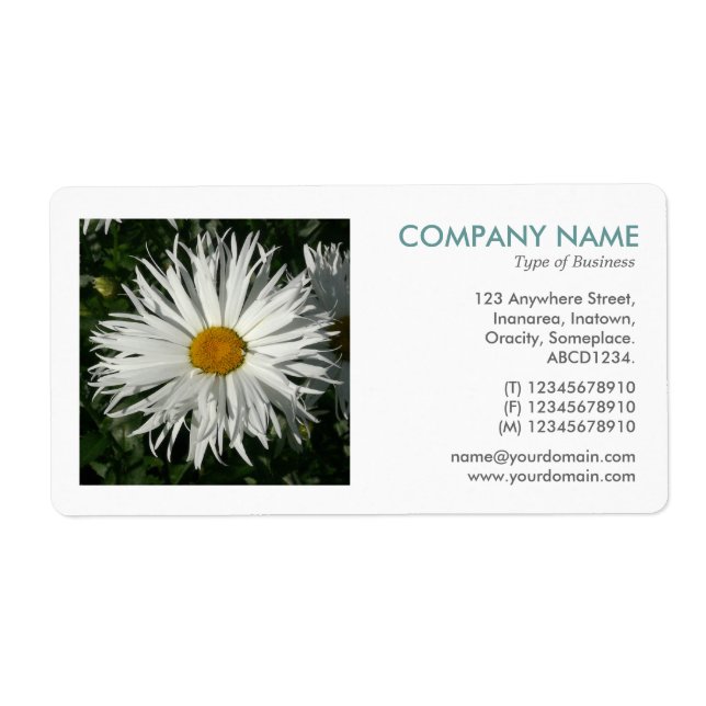 Square Photo - Candytuft Daisy Label (Front)