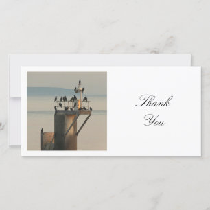 Square Photo - Cormorants Thank You Card