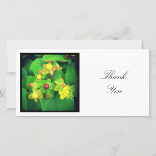 Square Photo - Hypericum Thank You Card
