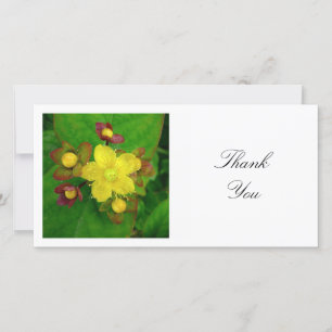 Square Photo - Hypericum Thank You Card