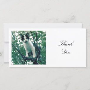 Square Photo - Kitten in an Apple Tree Thank You Card