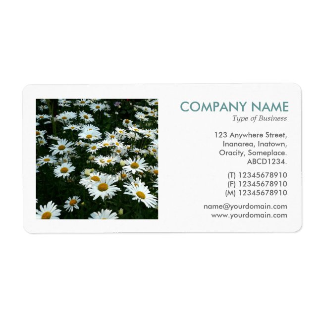 Square Photo - Shasta Daisies II Label (Front)