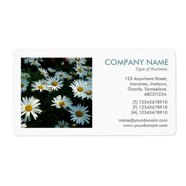 Square Photo - Shasta Daisies Label (Front)
