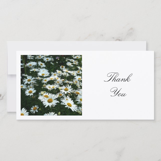 Square Photo - Shasta Daisies Thank You Card (Front)