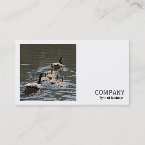 Square Photo v2 _ Canada Geese with Goslings Business Card