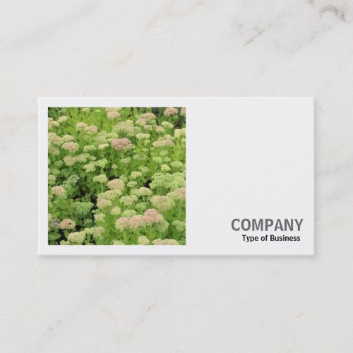 Square Photo v2 _ Sedum Autumn Joy Business Card