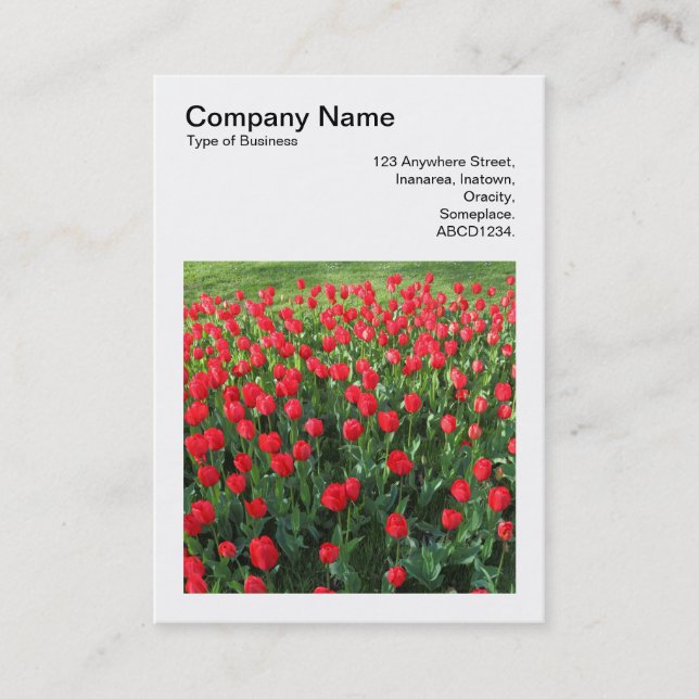 Square Photo (v3) - Bed of Red Tulips 01 Business Card (Front)