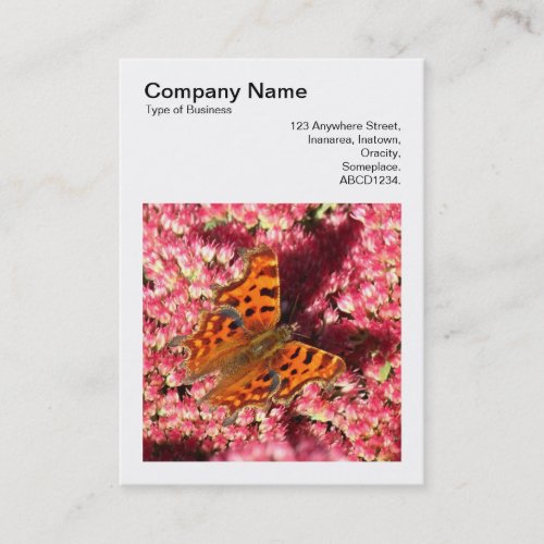 Square Photo v3 _ Comma Butterfly on Sedum Business Card