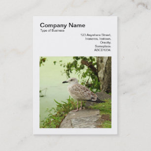 Square Photo (v3) - Female Gull Business Card