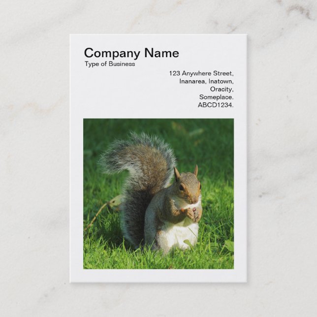 Square Photo (v3) - Grey Squirrel Eating Nuts Business Card (Front)