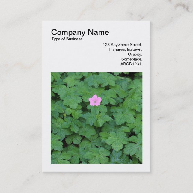 Square Photo (v3) - Lone Geranium Business Card (Front)