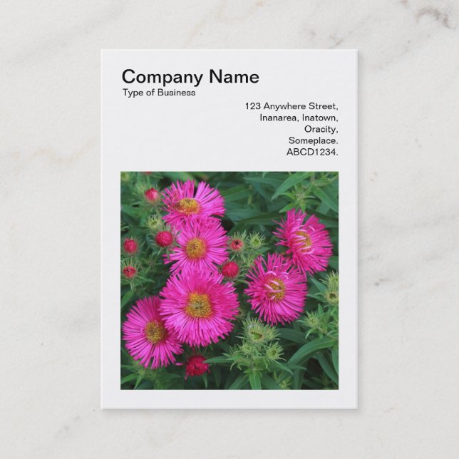 Square Photo (v3) - Michaelmas Daisies 01 Business Card (Front)