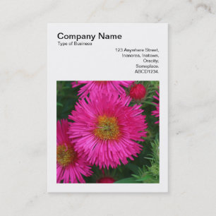 Square Photo (v3) - Michaelmas Daisies 03 Business Card