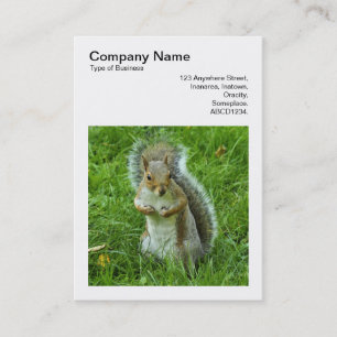 Square Photo (v3) - Startled Grey Squirrel Business Card