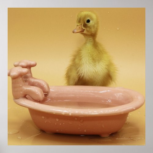 Square Photographic Duckling and Bathtub Poster