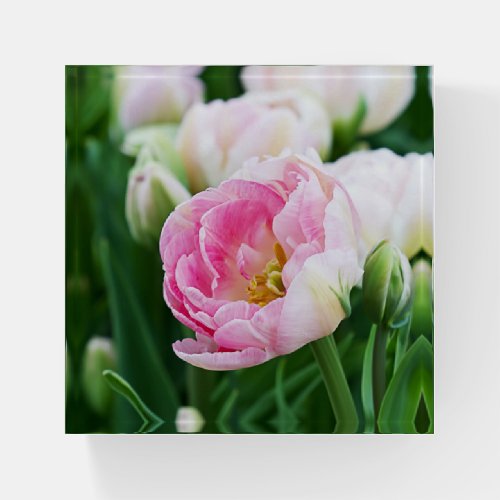 Square Pink Double Tulip Peony Paperweight