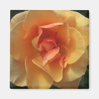 Square Rose Blossom Magnets