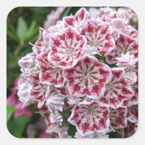 Square sticker with pink and white mountain laurel