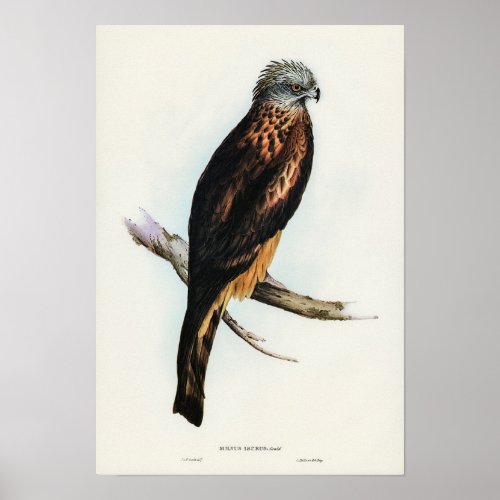 Square_tailed Kite by Elizabeth Gould Poster